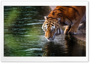 Tiger Drinking Ultra HD Wallpaper for 4K UHD Widescreen desktop, tablet & smartphone