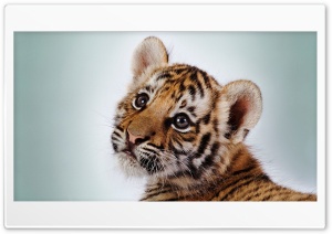 Tiger, eyes 4K UHD Wallpaper for Widescreen and UltraWide Desktop, UltraHD TV, Smartphone, Tablet