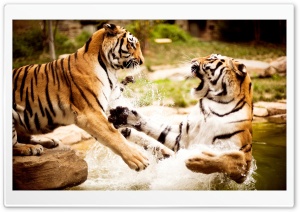 Tiger Fight Ultra HD Wallpaper for 4K UHD Widescreen desktop, tablet & smartphone