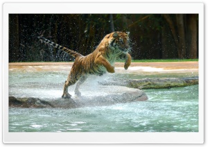 Tiger in a leap 4K UHD Wallpaper for Widescreen and UltraWide Desktop, UltraHD TV, Smartphone, Tablet