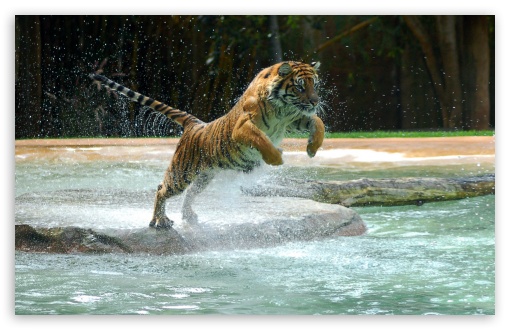 Tiger in a leap UltraHD Wallpaper for Widescreen 16:10 ;
