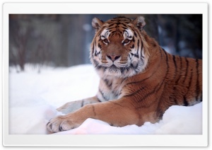 Tiger In Snow Ultra HD Wallpaper for 4K UHD Widescreen desktop, tablet & smartphone