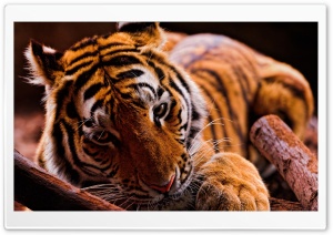 Tiger in the Dark Ultra HD Wallpaper for 4K UHD Widescreen desktop, tablet & smartphone