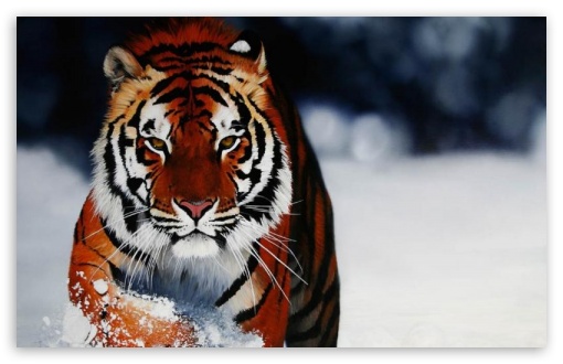 Tiger in the snow UltraHD Wallpaper for Mobile 16:9 - 2160p 1440p 1080p 900p 720p ;