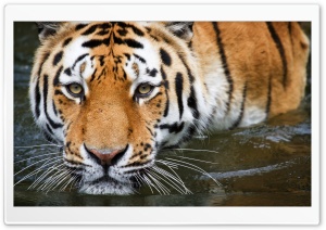 Tiger In The Water Ultra HD Wallpaper for 4K UHD Widescreen desktop, tablet & smartphone