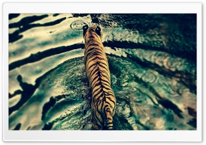 Tiger In Water Ultra HD Wallpaper for 4K UHD Widescreen desktop, tablet & smartphone