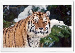 Tiger In Winter Ultra HD Wallpaper for 4K UHD Widescreen desktop, tablet & smartphone