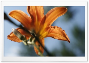Tiger Lilly Ultra HD Wallpaper for 4K UHD Widescreen desktop, tablet & smartphone