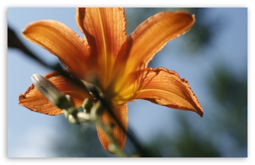 Tiger Lilly UltraHD Wallpaper for Wide 16:10 5:3 Widescreen WHXGA WQXGA WUXGA WXGA WGA ; 8K UHD TV 16:9 Ultra High Definition 2160p 1440p 1080p 900p 720p ; UHD 16:9 2160p 1440p 1080p 900p 720p ; Standard 4:3 5:4 3:2 Fullscreen UXGA XGA SVGA QSXGA SXGA DVGA HVGA HQVGA ( Apple PowerBook G4 iPhone 4 3G 3GS iPod Touch ) ; Tablet 1:1 ; iPad 1/2/Mini ; Mobile 4:3 5:3 3:2 16:9 5:4 - UXGA XGA SVGA WGA DVGA HVGA HQVGA ( Apple PowerBook G4 iPhone 4 3G 3GS iPod Touch ) 2160p 1440p 1080p 900p 720p QSXGA SXGA ;