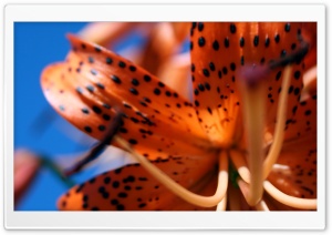 Tiger-lily Ultra HD Wallpaper for 4K UHD Widescreen desktop, tablet & smartphone