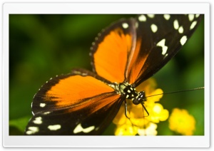 Tiger Longwing Butterfly Ultra HD Wallpaper for 4K UHD Widescreen desktop, tablet & smartphone