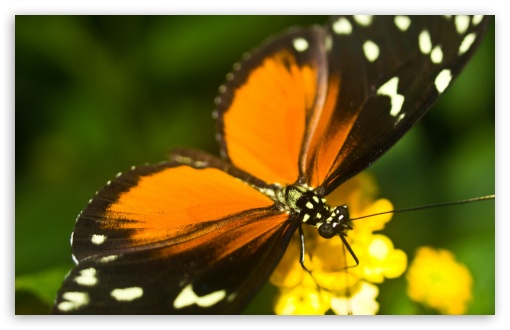 Tiger Longwing Butterfly UltraHD Wallpaper for 8K UHD TV 16:9 Ultra High Definition 2160p 1440p 1080p 900p 720p ; Widescreen 16:10 5:3 WHXGA WQXGA WUXGA WXGA WGA ; Fullscreen 4:3 5:4 3:2 UXGA XGA SVGA QSXGA SXGA DVGA HVGA HQVGA ( Apple PowerBook G4 iPhone 4 3G 3GS iPod Touch ) ; Tablet 1:1 ; Mobile 3:5 3:4 - ;