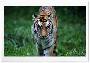 Tiger On The Hunt Ultra HD Wallpaper for 4K UHD Widescreen desktop, tablet & smartphone