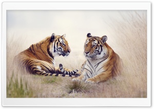 Tiger Pair Ultra HD Wallpaper for 4K UHD Widescreen desktop, tablet & smartphone
