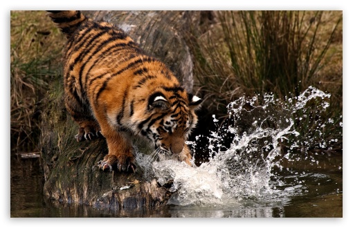 Tiger Playing With Water UltraHD Wallpaper for HD 16:9 ; Widescreen 16:10 5:3 ; Fullscreen 4:3 5:4 3:2 ; Tablet 1:1 ;