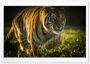 Tiger Predator Ultra HD Wallpaper for 4K UHD Widescreen desktop, tablet & smartphone