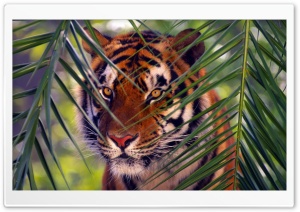 Tiger Prowling Ultra HD Wallpaper for 4K UHD Widescreen desktop, tablet & smartphone