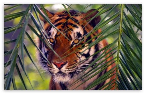 Tiger Prowling UltraHD Wallpaper for HD 16:9 ; Widescreen 16:10 5:3 ; Fullscreen 4:3 5:4 3:2 ; Tablet 1:1 ; Mobile 3:4 ;