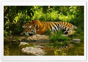 Tiger Resting Ultra HD Wallpaper for 4K UHD Widescreen desktop, tablet & smartphone