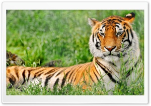 Tiger Resting Ultra HD Wallpaper for 4K UHD Widescreen desktop, tablet & smartphone