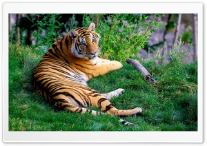 Tiger Resting On Green Grass Ultra HD Wallpaper for 4K UHD Widescreen desktop, tablet & smartphone