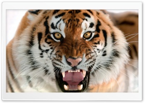 Tiger Roar Face Ultra HD Wallpaper for 4K UHD Widescreen desktop, tablet & smartphone