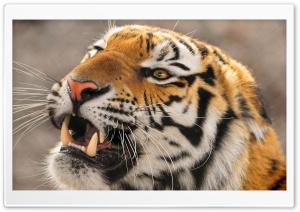 Tiger Roaring Ultra HD Wallpaper for 4K UHD Widescreen desktop, tablet & smartphone
