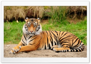Tiger Sitting Majestic Ultra HD Wallpaper for 4K UHD Widescreen desktop, tablet & smartphone