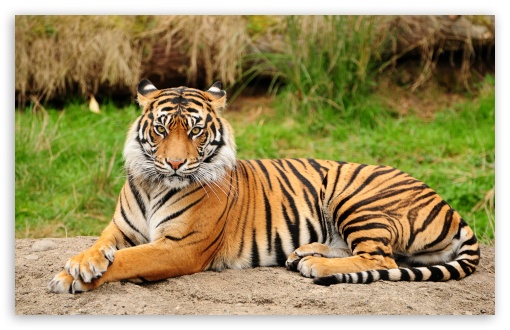 Tiger Sitting Majestic Ultra HD Desktop Background Wallpaper for 4K UHD ...