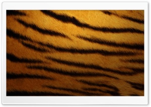 Tiger Skin By K23 Ultra HD Wallpaper for 4K UHD Widescreen desktop, tablet & smartphone