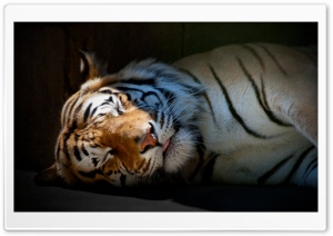 Tiger Sleeping Ultra HD Wallpaper for 4K UHD Widescreen desktop, tablet & smartphone