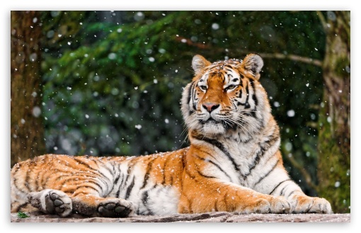 Tiger Snowy Winter UltraHD Wallpaper for Wide 16:10 5:3 Widescreen WHXGA WQXGA WUXGA WXGA WGA ; 8K UHD TV 16:9 Ultra High Definition 2160p 1440p 1080p 900p 720p ; Standard 4:3 5:4 3:2 Fullscreen UXGA XGA SVGA QSXGA SXGA DVGA HVGA HQVGA ( Apple PowerBook G4 iPhone 4 3G 3GS iPod Touch ) ; iPad 1/2/Mini ; Mobile 4:3 5:3 3:2 16:9 5:4 - UXGA XGA SVGA WGA DVGA HVGA HQVGA ( Apple PowerBook G4 iPhone 4 3G 3GS iPod Touch ) 2160p 1440p 1080p 900p 720p QSXGA SXGA ;