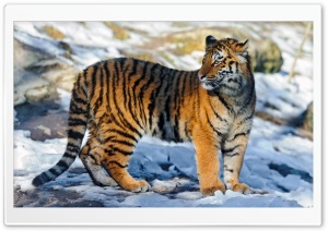 Tiger Standing in the Snow Ultra HD Wallpaper for 4K UHD Widescreen desktop, tablet & smartphone