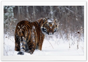Tiger, Winter Ultra HD Wallpaper for 4K UHD Widescreen desktop, tablet & smartphone