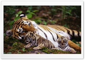 Tiger With Cubs Ultra HD Wallpaper for 4K UHD Widescreen desktop, tablet & smartphone