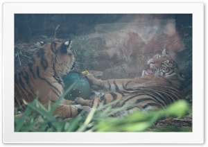 Tigers 4K UHD Wallpaper for Widescreen and UltraWide Desktop, UltraHD TV, Smartphone, Tablet