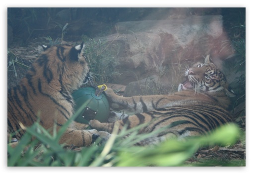 Tigers UltraHD Wallpaper for Fullscreen 3:2 ;