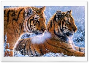 Tigers Ultra HD Wallpaper for 4K UHD Widescreen desktop, tablet & smartphone