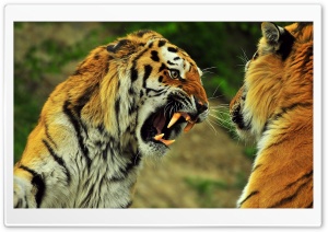 Tigers Roaring Ultra HD Wallpaper for 4K UHD Widescreen desktop, tablet & smartphone