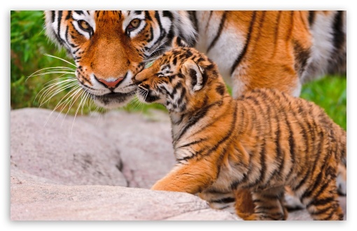 Tigers Zoo UltraHD Wallpaper for HD 16:9 ; Widescreen 16:10 5:3 ; Fullscreen 4:3 5:4 3:2 ; Tablet 1:1 ; Mobile 3:4 ;