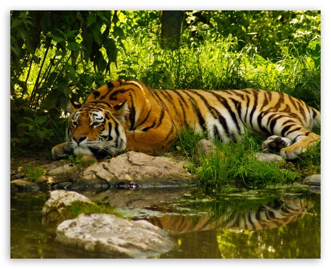 tigr2 UltraHD Wallpaper for Fullscreen 5:4 ;