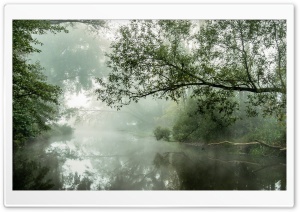 Tilted Trees Above The Foggy River Ultra HD Wallpaper for 4K UHD Widescreen Desktop, Lockscreen, Screensaver, TV, Tablet, Smartphone