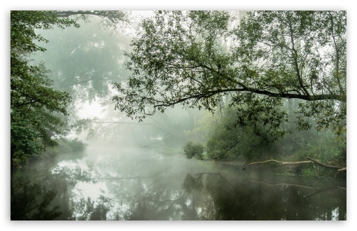 Tilted Trees Above The Foggy River UltraHD Wallpaper for HD 16:9 ; Widescreen 16:10 5:3 ; Fullscreen 4:3 5:4 3:2 ; Tablet 1:1 ; Mobile 3:5 3:4 ;