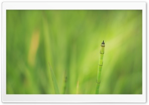 Tilting Green Ultra HD Wallpaper for 4K UHD Widescreen desktop, tablet & smartphone