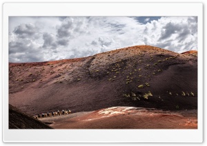 Timanfaya National Park Camel Ride Ultra HD Wallpaper for 4K UHD Widescreen desktop, tablet & smartphone