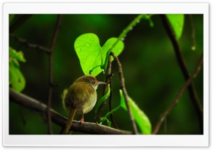 Tiny Bird Ultra HD Wallpaper for 4K UHD Widescreen desktop, tablet & smartphone
