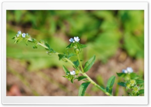 Tiny Blue Flowers Ultra HD Wallpaper for 4K UHD Widescreen desktop, tablet & smartphone