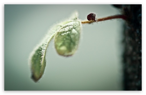 Tiny Branch Macro UltraHD Wallpaper for Wide 16:10 5:3 Widescreen WHXGA WQXGA WUXGA WXGA WGA ; 8K UHD TV 16:9 Ultra High Definition 2160p 1440p 1080p 900p 720p ; Standard 4:3 5:4 3:2 Fullscreen UXGA XGA SVGA QSXGA SXGA DVGA HVGA HQVGA ( Apple PowerBook G4 iPhone 4 3G 3GS iPod Touch ) ; Tablet 1:1 ; iPad 1/2/Mini ; Mobile 4:3 5:3 3:2 16:9 5:4 - UXGA XGA SVGA WGA DVGA HVGA HQVGA ( Apple PowerBook G4 iPhone 4 3G 3GS iPod Touch ) 2160p 1440p 1080p 900p 720p QSXGA SXGA ;