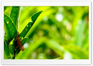 Tiny Chameleon Ultra HD Wallpaper for 4K UHD Widescreen desktop, tablet & smartphone