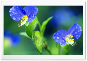 Tiny Flowers Macro Ultra HD Wallpaper for 4K UHD Widescreen desktop, tablet & smartphone